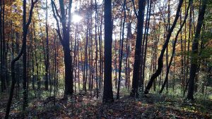 2560px-w---jpgimage-of-trees-by-trudi-in-sharon-hills-2016