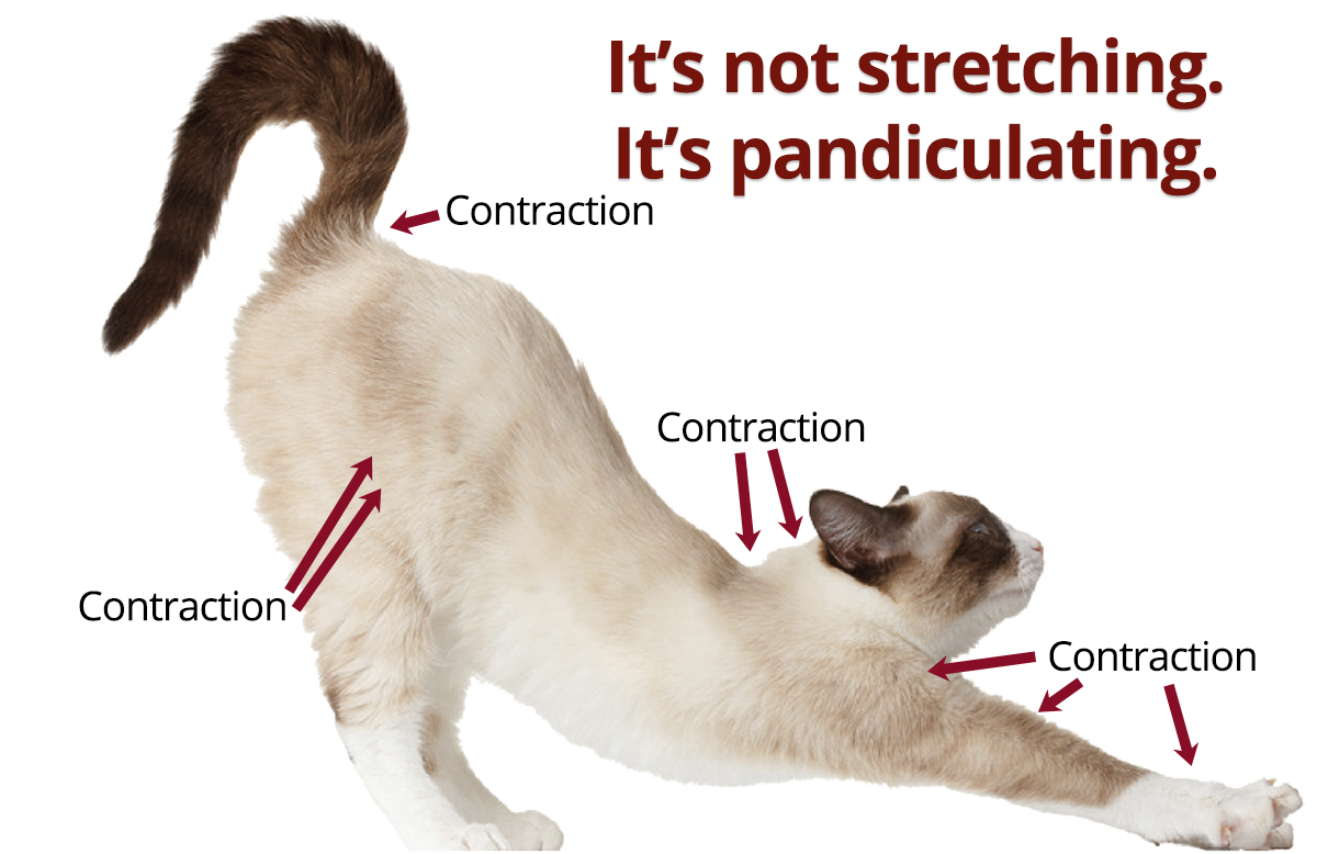 image The cat is not stretching, It's pandiculating